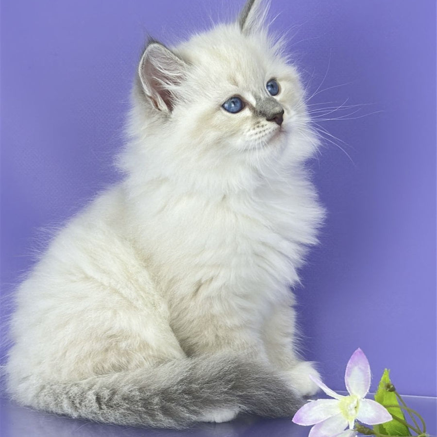 Zephire Siberian male, blue tabby pointed with white