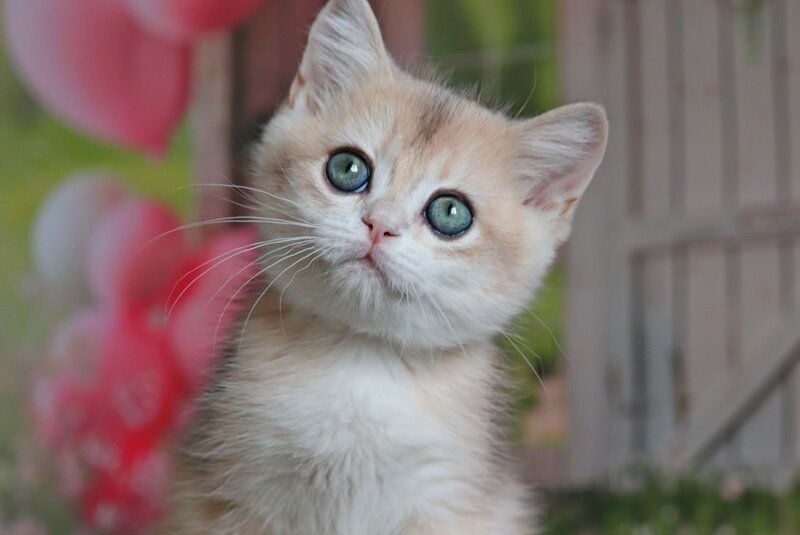 Preston British Shorthair male, black golden chinchilla
