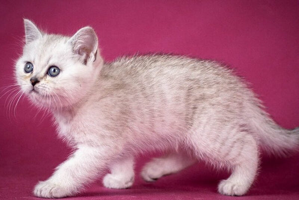 Cameron Scottish Straight male black silver shaded - live animals