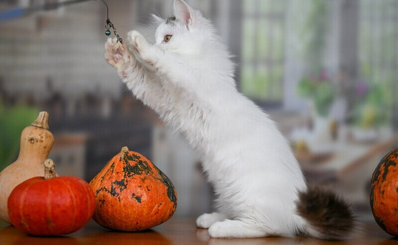 Limonchella Munchkin female, chocolate tabby van