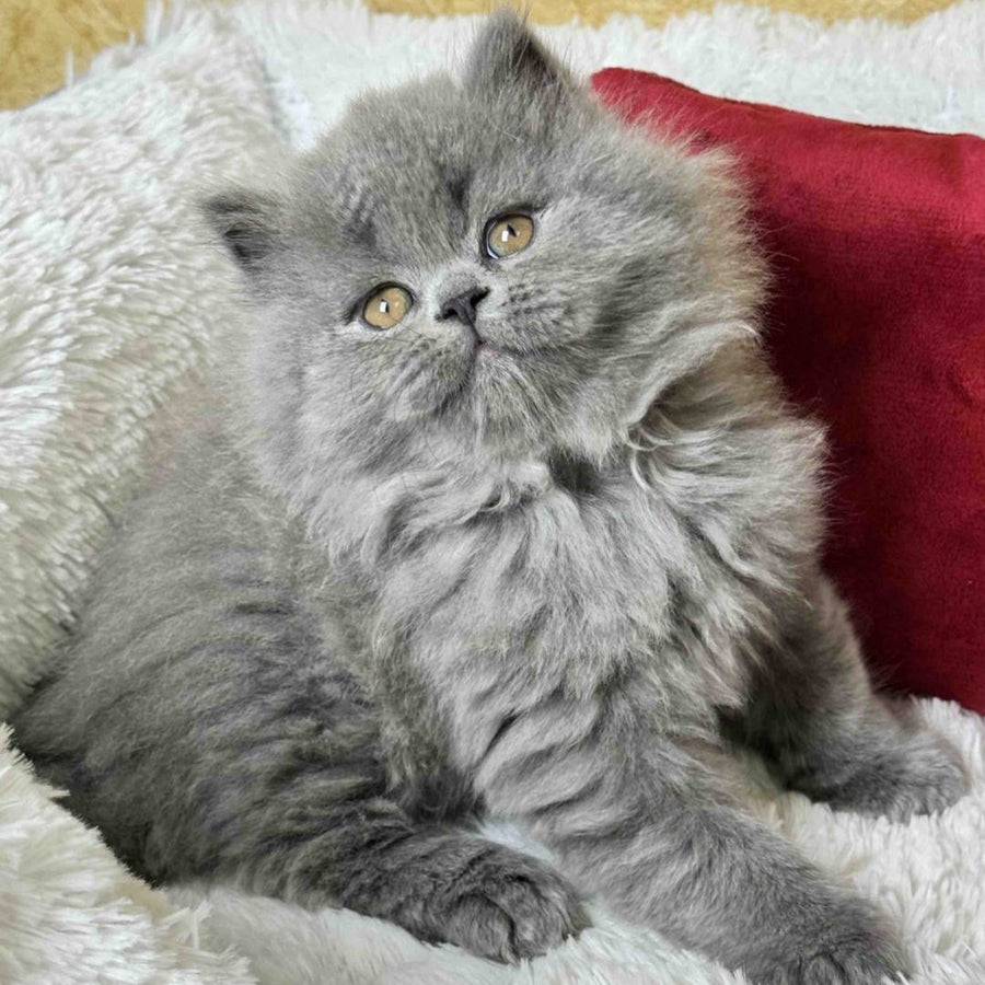 Amigo Scottish Straight male, blue