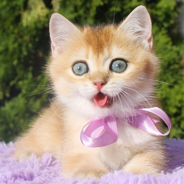 Helen British Shorthair female, black golden shaded