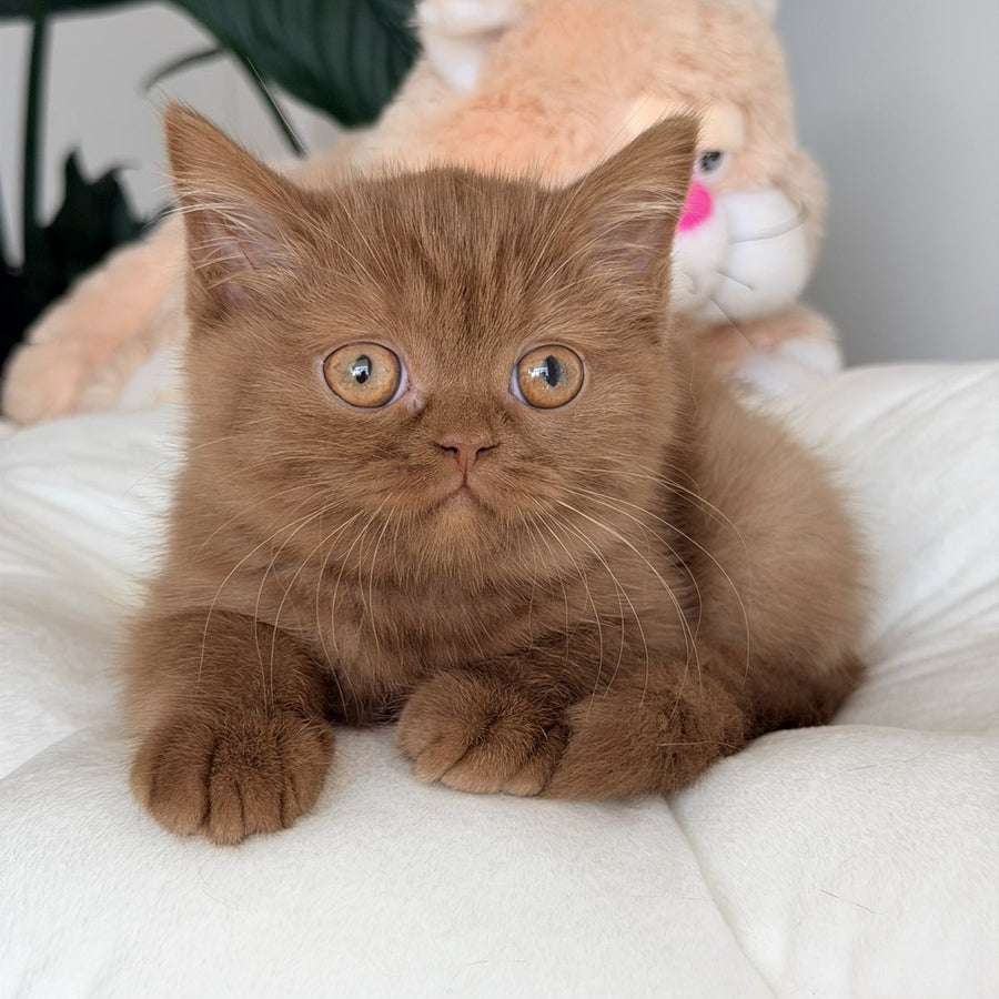 Shelbi British Shorthair female, cinnamon