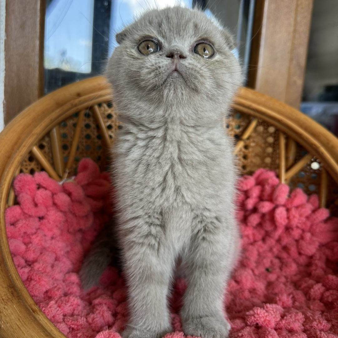 Nemo Scottish Fold male, lilac