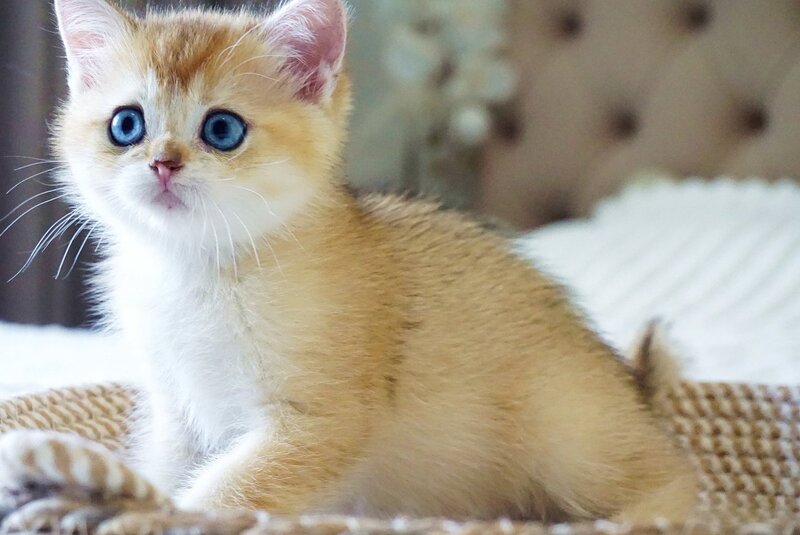 Grayson British Shorthair male, black golden shaded with white