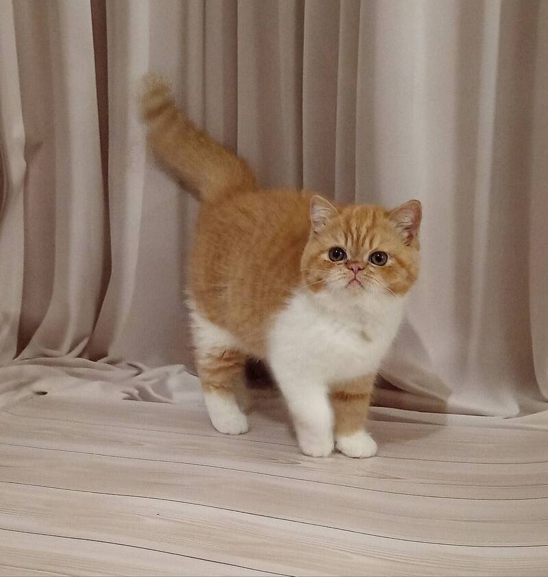 Ida Exotic female, red bicolour