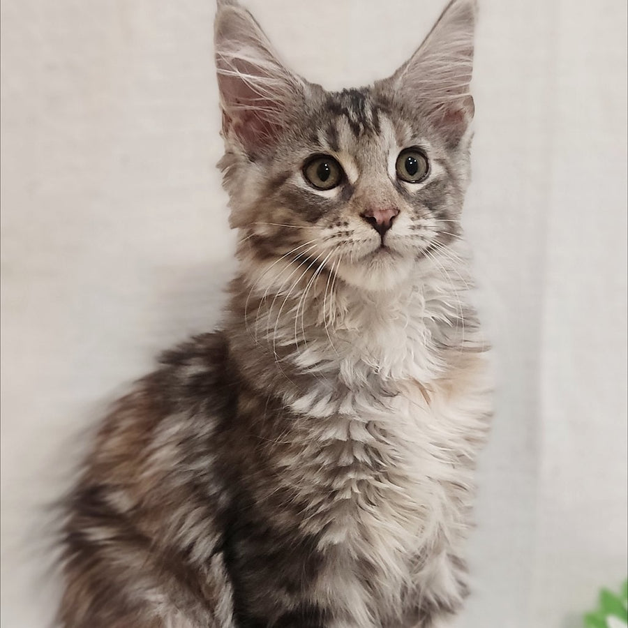Karamelka Maine Coon female, black tortie silver