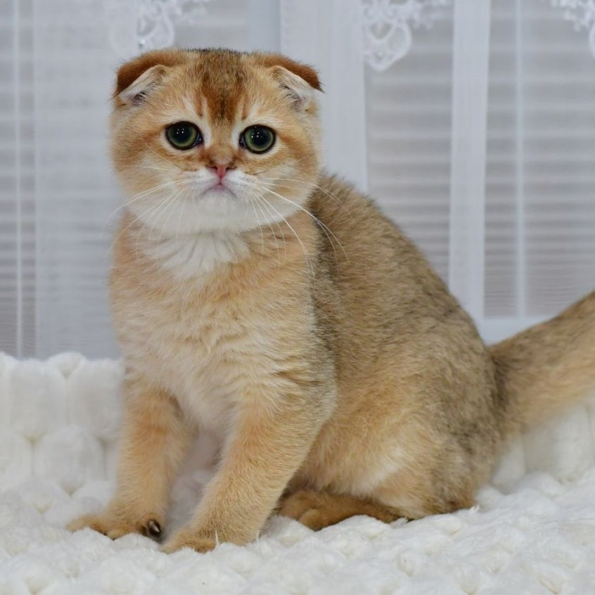 Mark Scottish Fold male, black golden shaded