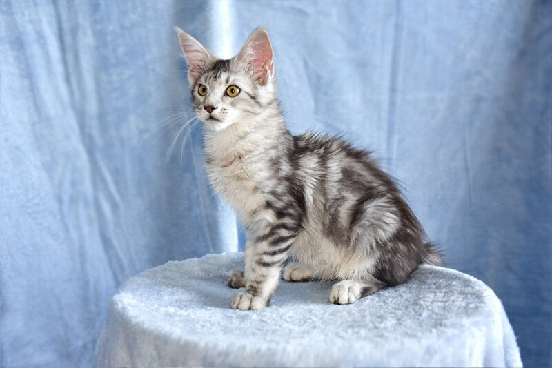 Ulina Maine Coon female, black silver tabby
