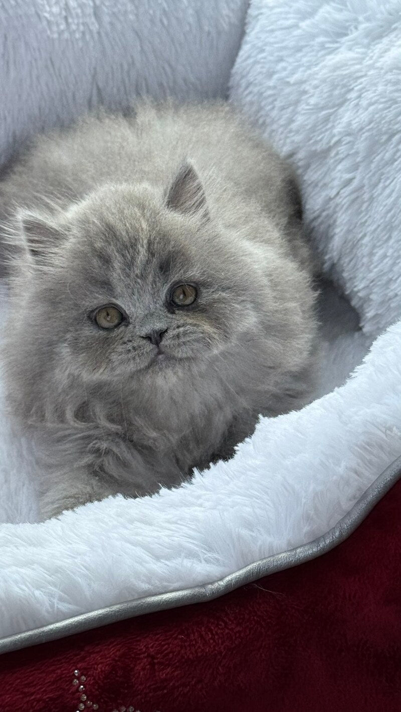 Yasia Scottish Straight female, blue