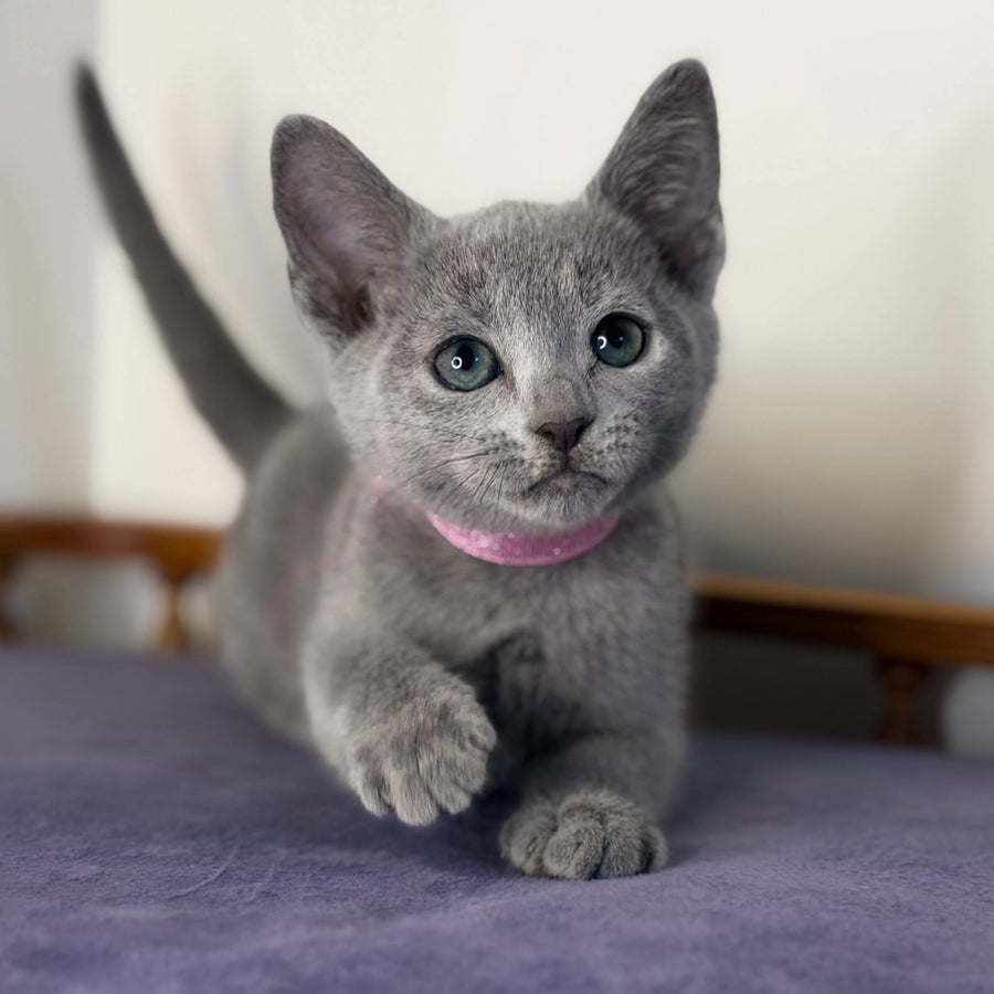 Nargiz Russian Blue female, blue