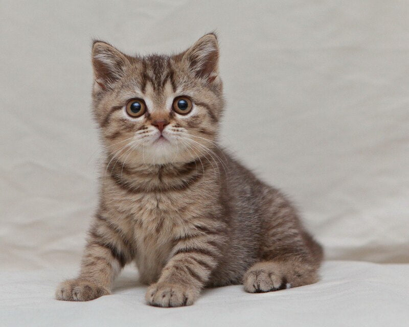 Nalim British Shorthair male, chocolate spotted tabby