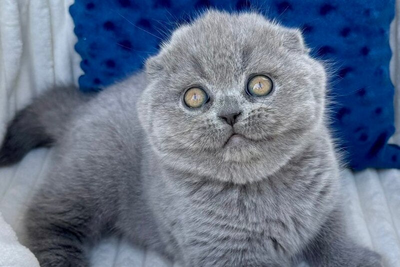 Trevor Scottish Fold male, blue