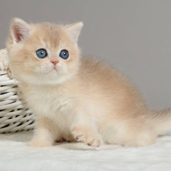 Yasha British Shorthair male, blue golden chinchilla