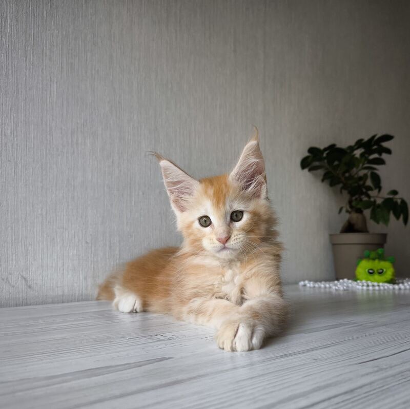 Dark Maine Coon male, red silver tabby