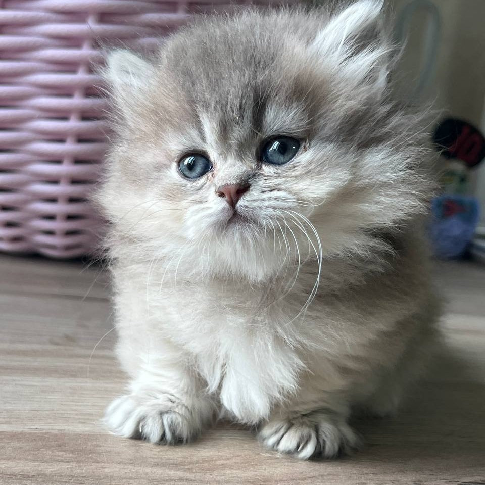 Patrisia Munchkin female, blue golden shaded
