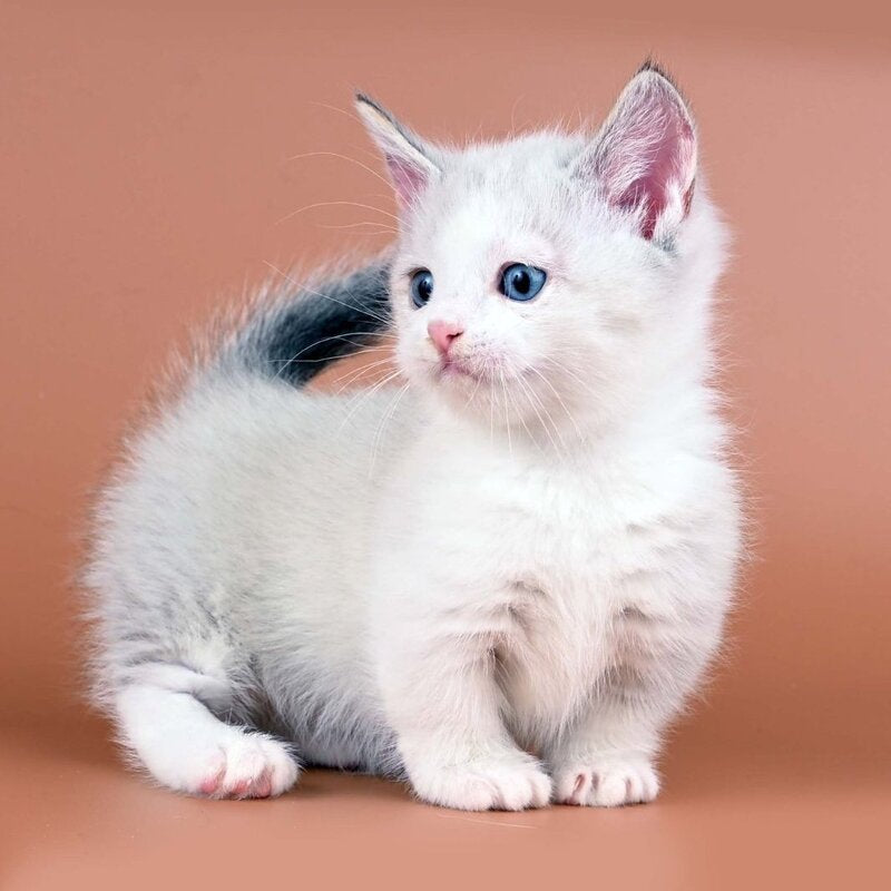 Hugo Munchkin male, blue pointed bicolour