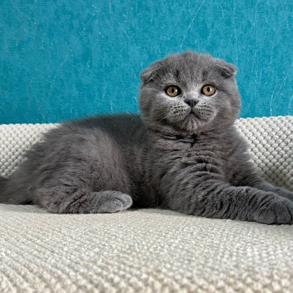 Barney Scottish Fold male, blue