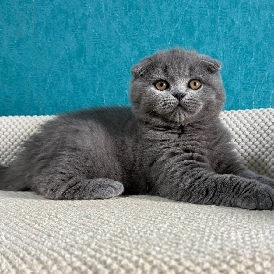 Barney Scottish Fold male, blue