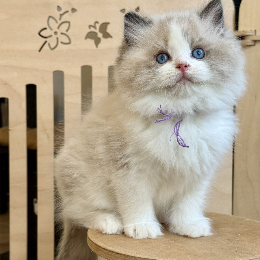 Moon Ragdoll male, black bicolour