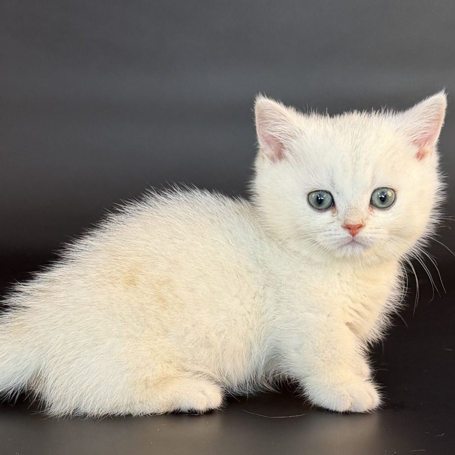 Riley Munchkin male, black silver shaded