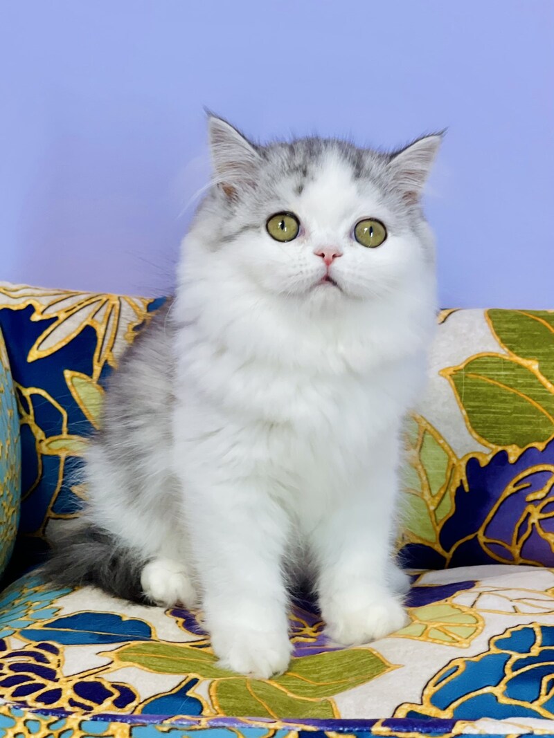 Monica Scottish Straight female, black silver tabby bicolour