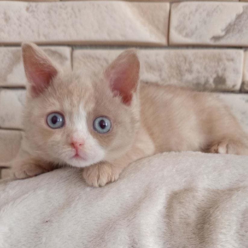 Keysy British Shorthair female, fawn tortie with white