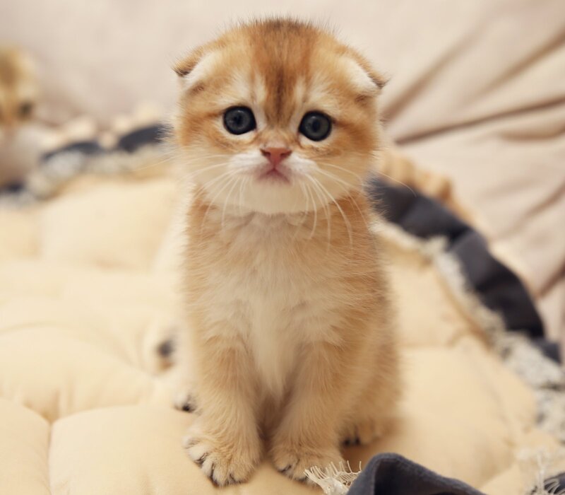 Greta Scottish Fold female black golden shaded - live animals