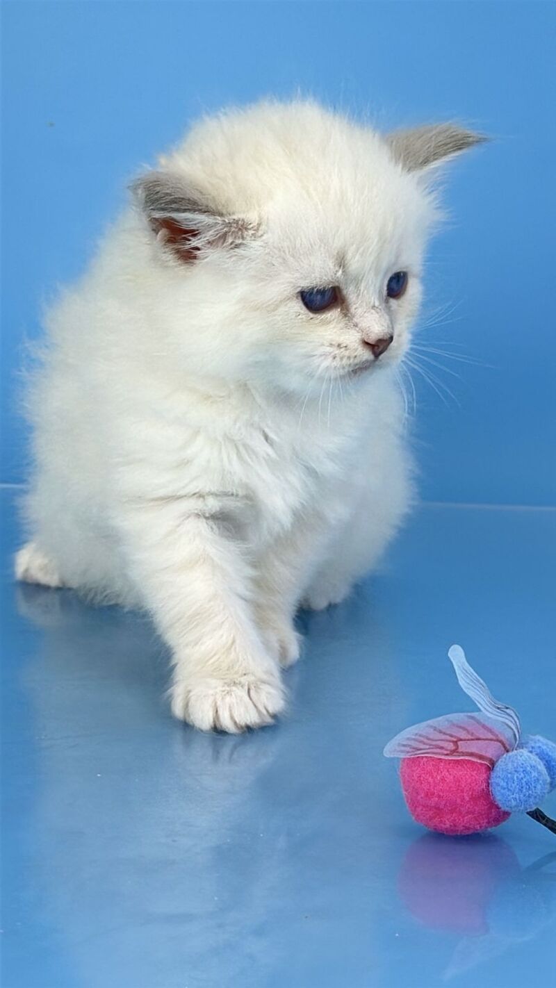Windsor Siberian male blue tabby pointed with white - live animals