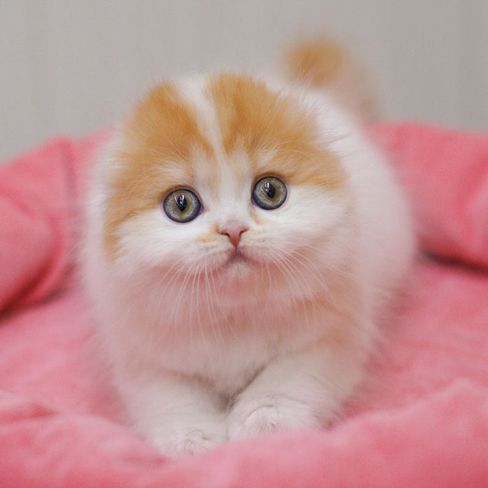 Vivienne Scottish Fold female, red tabby van