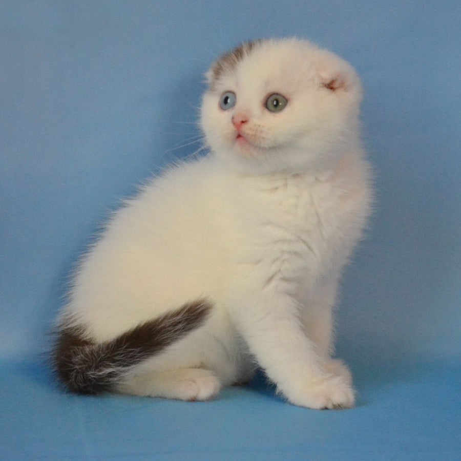 Ronny Scottish Fold male, chocolate tabby van