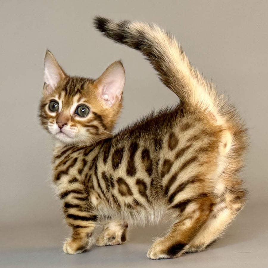Patch Munchkin male, black golden spotted tabby