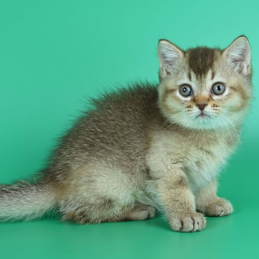 Jina British Shorthair female, chocolate ticked tabby