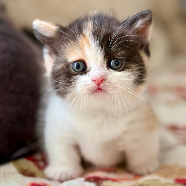 Bibi Munchkin female, black tortie bicolour