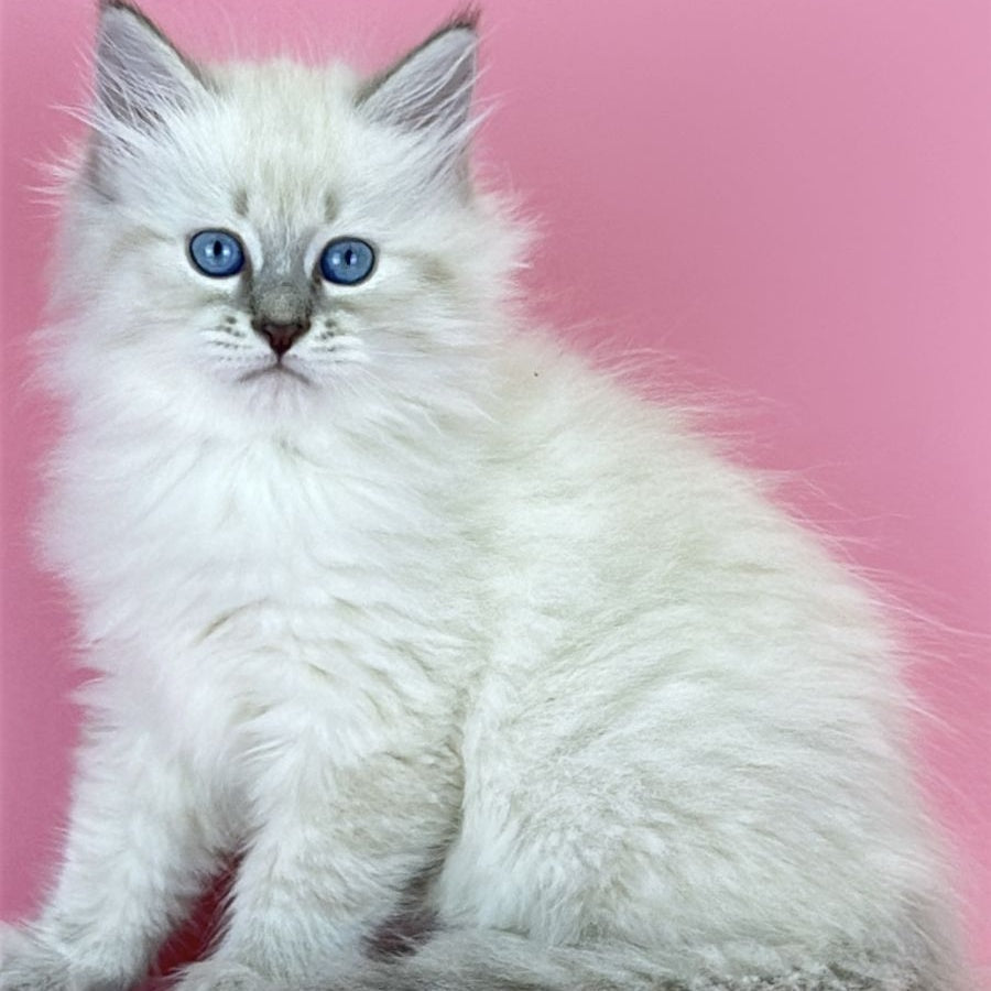 Zenia Siberian female, blue tabby pointed