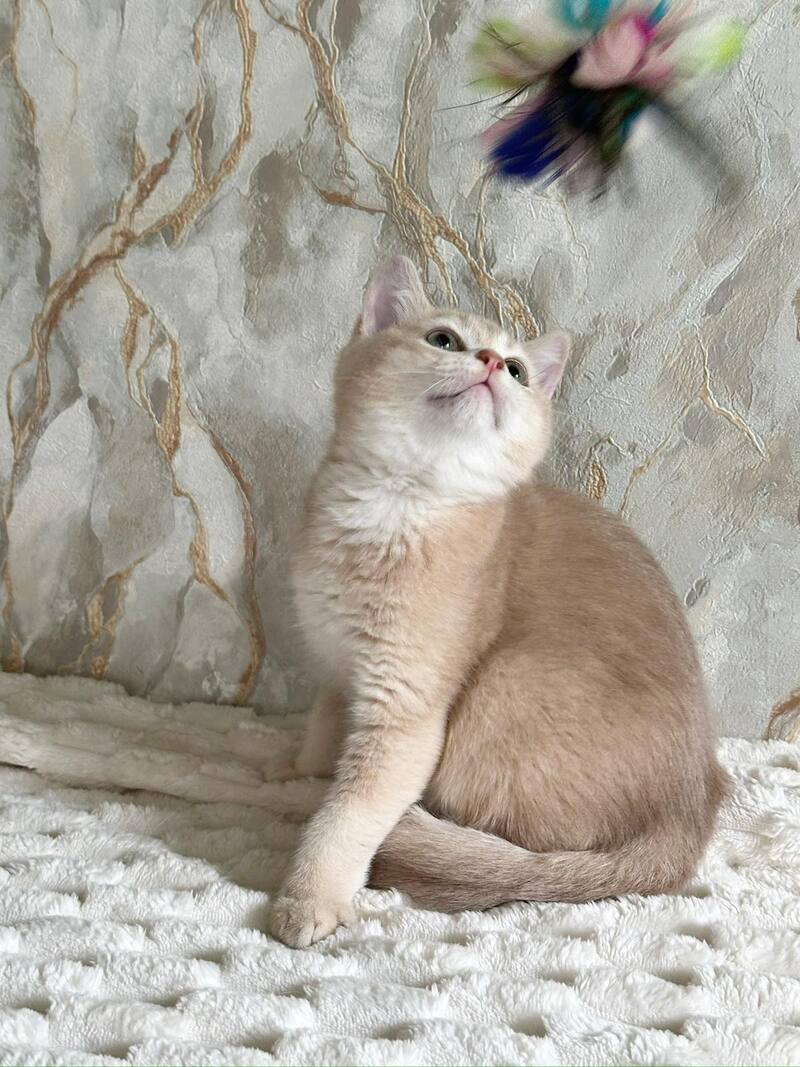 Irvin Scottish Straight male lilac golden ticked tabby - live animals