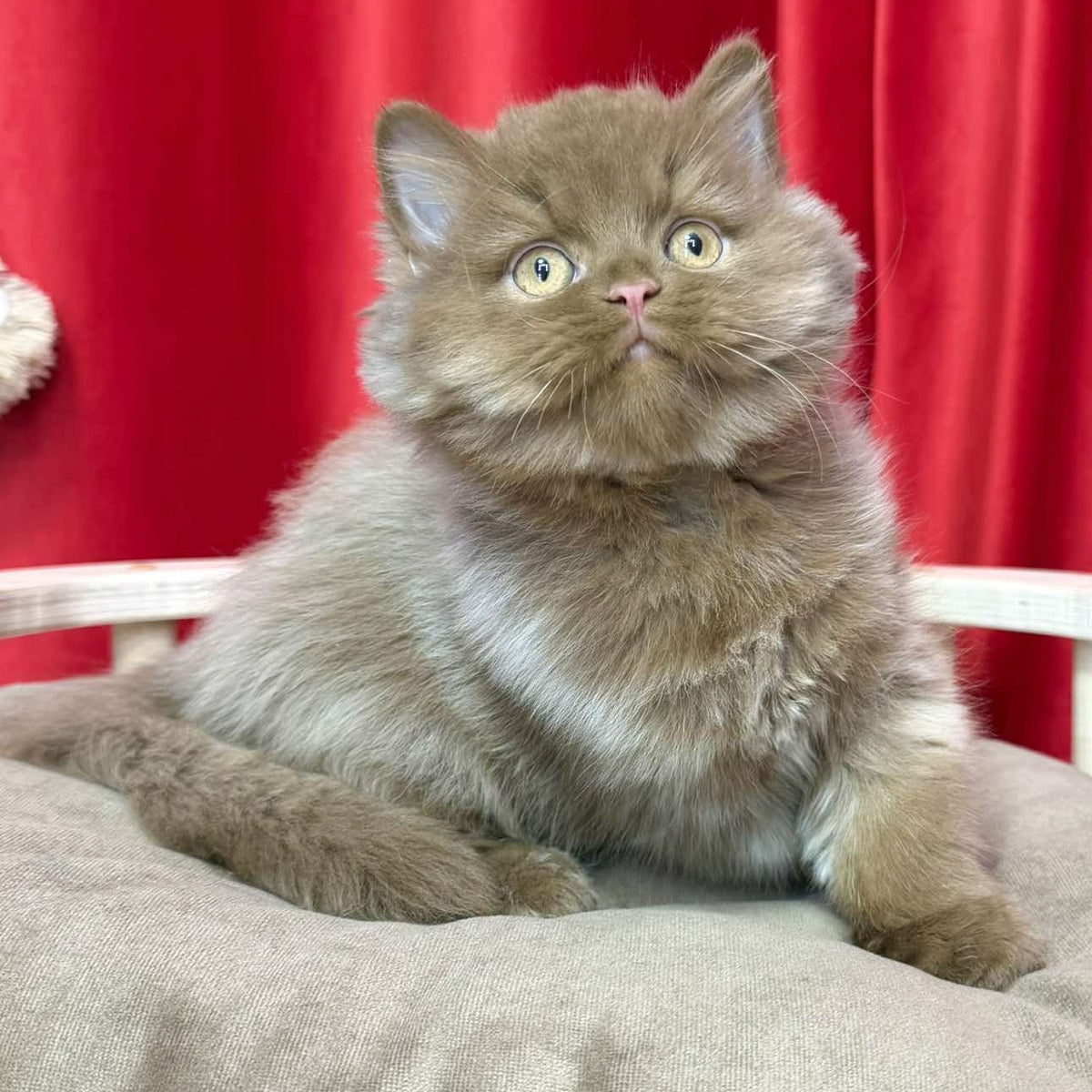 Ponchik British Longhair male, cinnamon