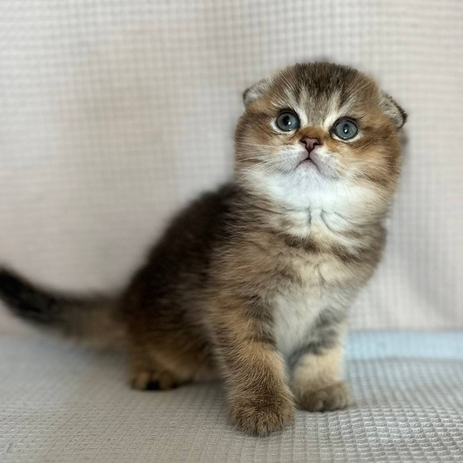 Olivia Scottish Fold female, black golden ticked tabby