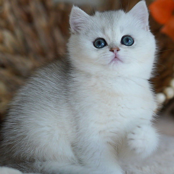 Cindy British Shorthair female, black silver shaded