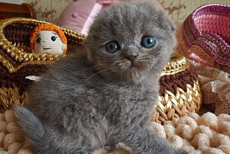 Unik Scottish Fold male, blue