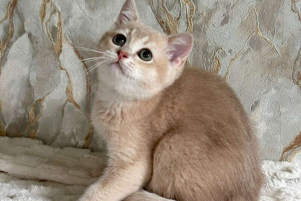Irvin Scottish Straight male lilac golden ticked tabby - live animals