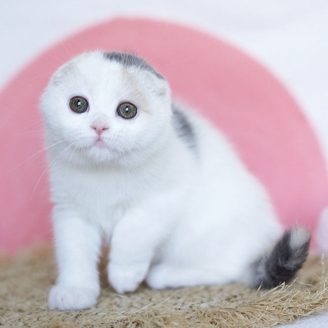 Qaylie Scottish Fold female, blue tortie tabby harlequin