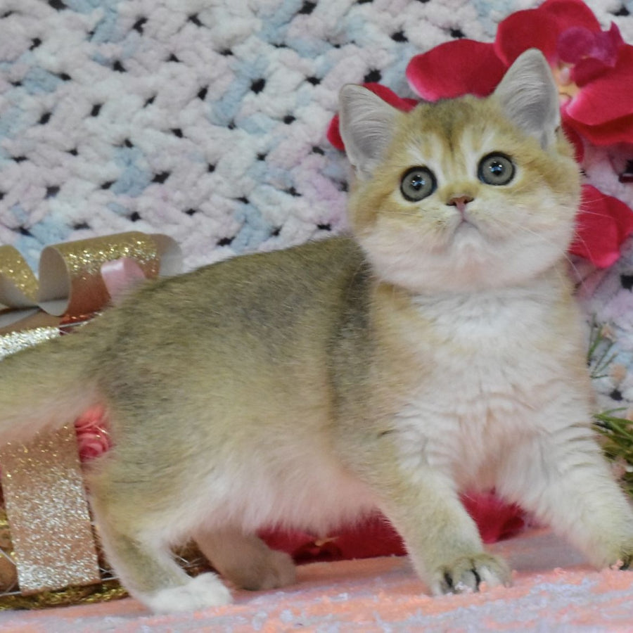Halsey British Shorthair female, black golden shaded