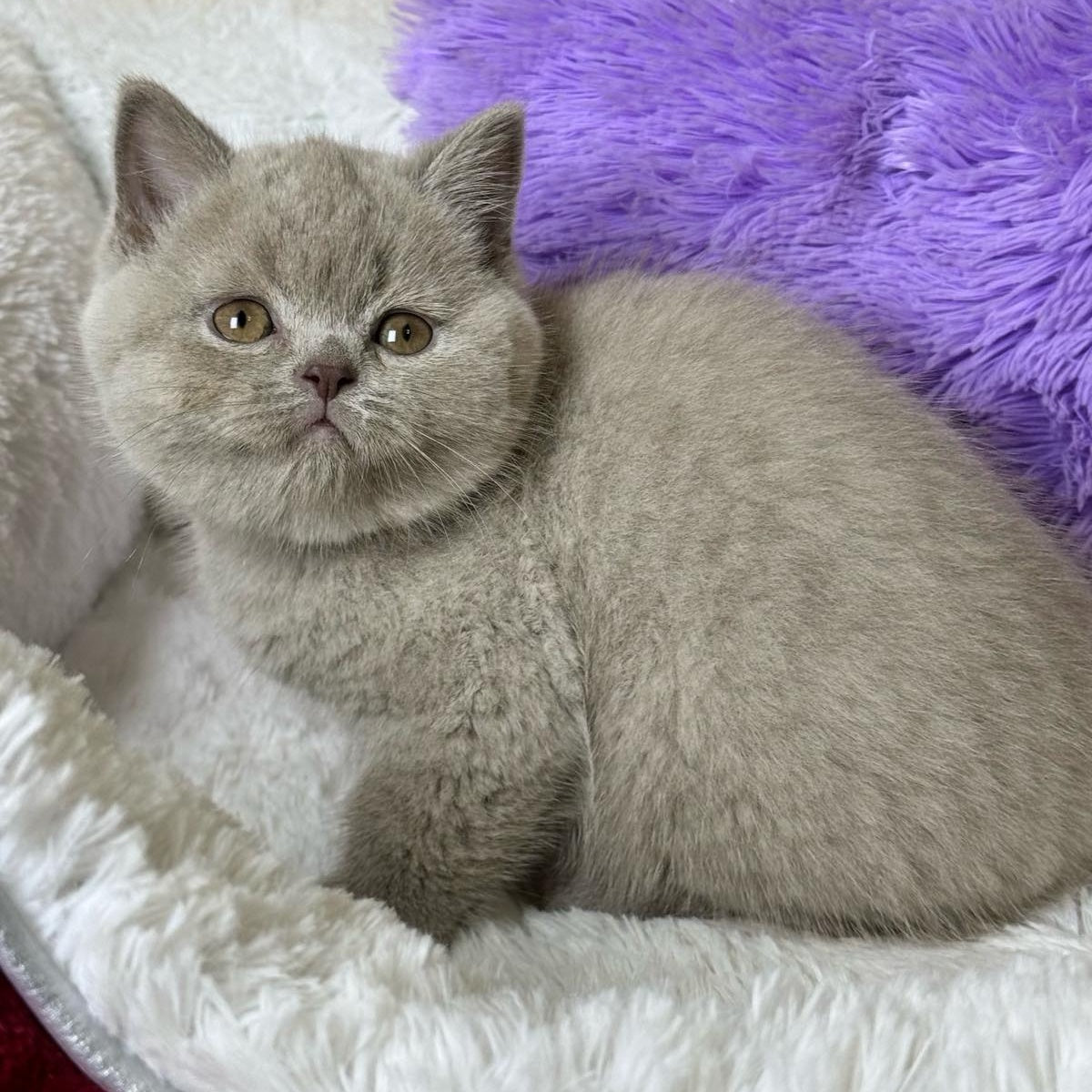 Apricot Scottish Straight female, lilac