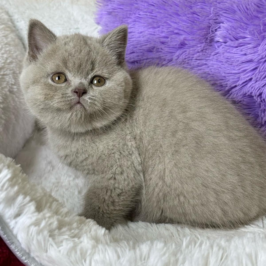 Apricot Scottish Straight female, lilac