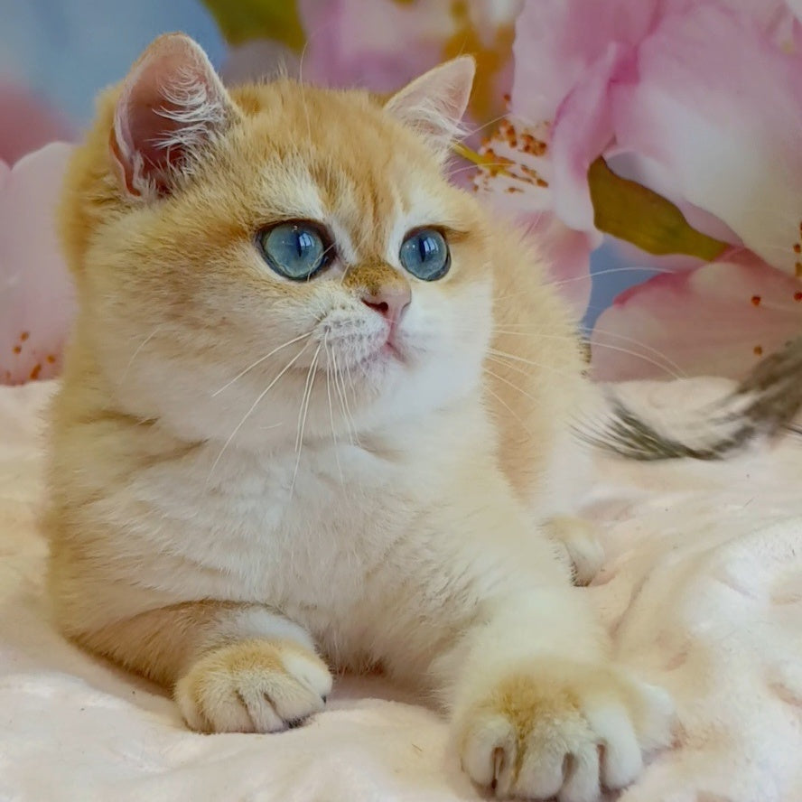 Forrest British Shorthair male, black golden chinchilla