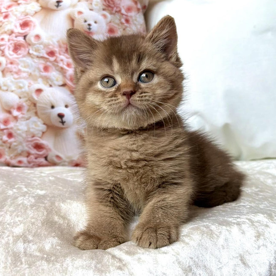 Ming British Shorthair male, cinnamon ticked tabby