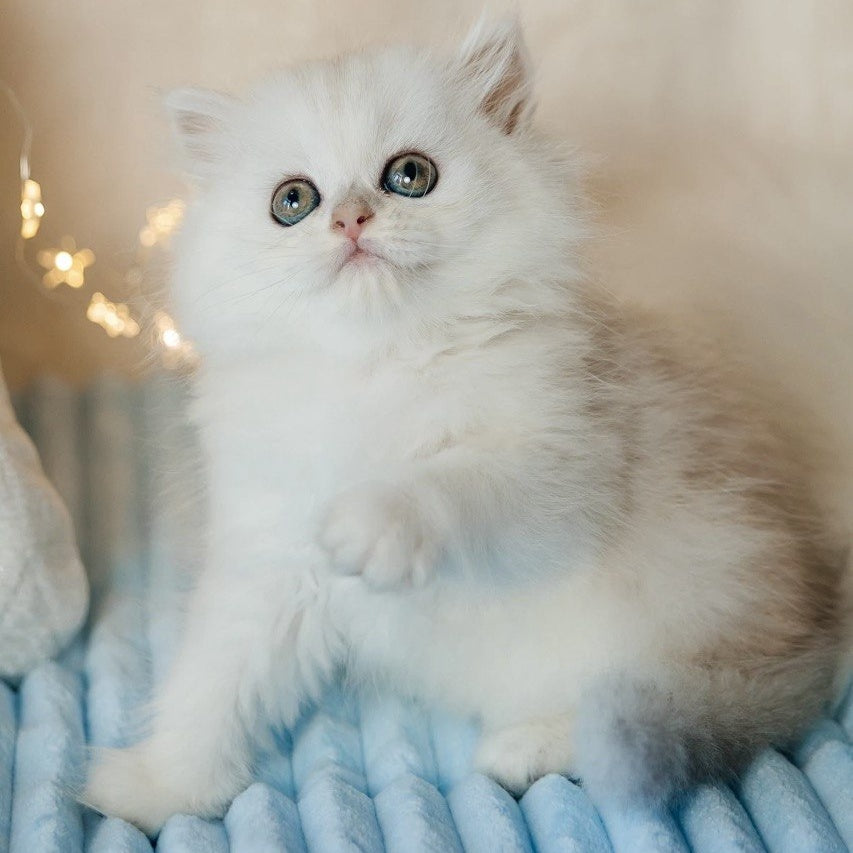 Isabel Scottish Straight female, black silver shaded