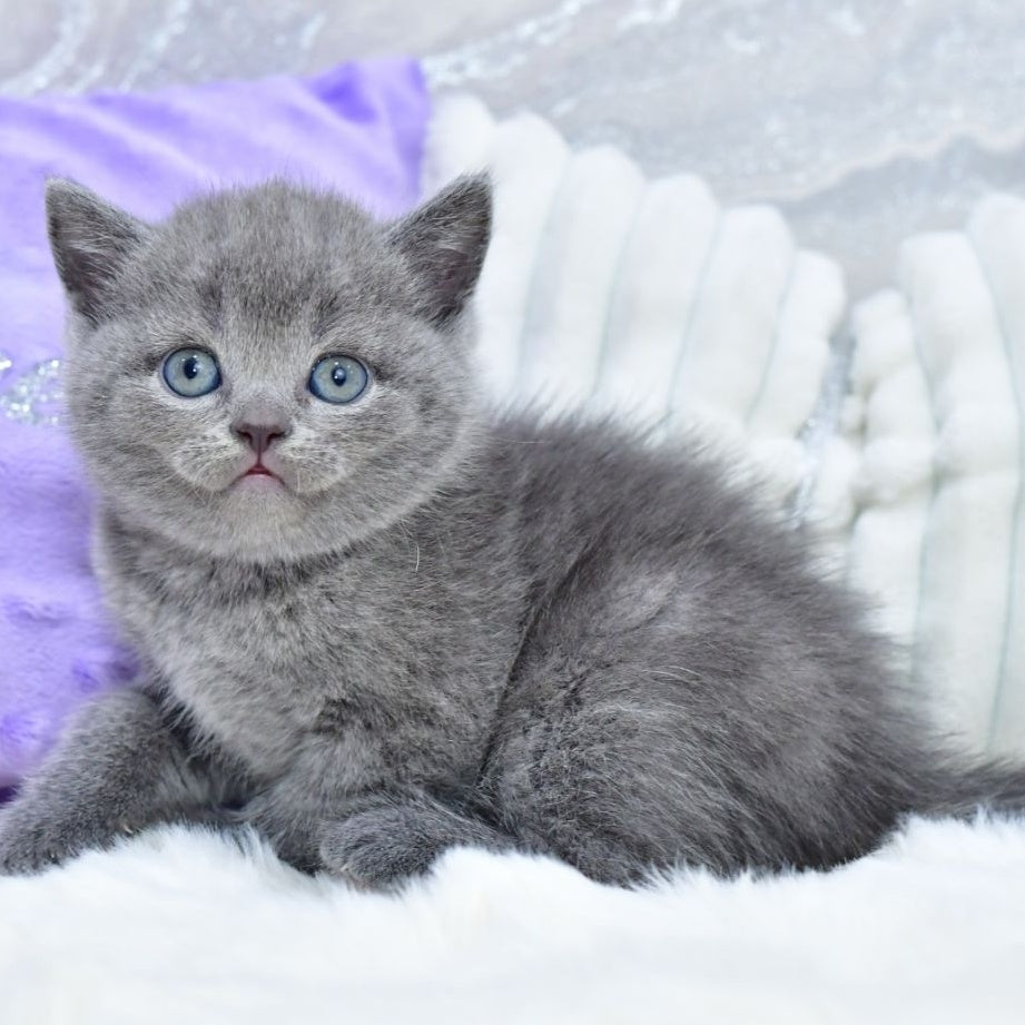 Liza Scottish Straight female, blue