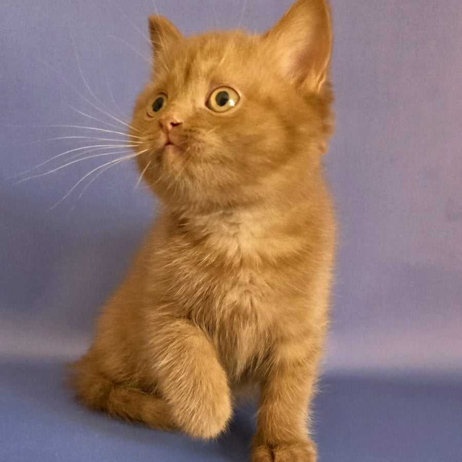 Baton Scottish Fold male, cinnamon